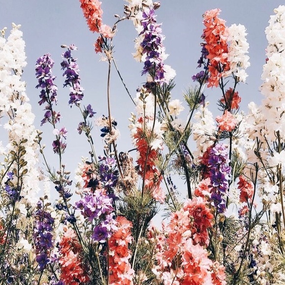 Meet your Posher, Mia - Picture 1 of 1